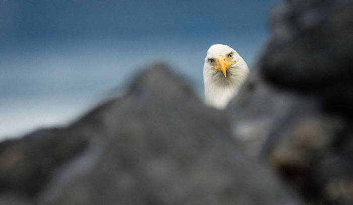 Самые смешные фотографит животных, присланные на конкурс Comedy Wildlife Photography Awards — 2016