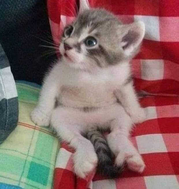 Максимально милые детеныши животных, которые согреют своим видом