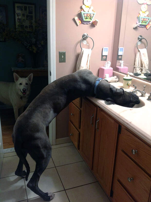 собака пьет воду из раковины