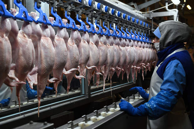 Турция введет временный запрет на экспорт курицы