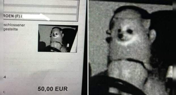 Собака жителя Германии получила штраф за превышение скорости