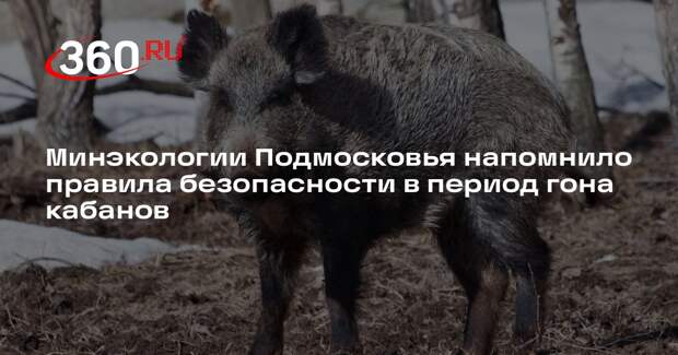 Минэкологии Подмосковья напомнило правила безопасности в период гона кабанов