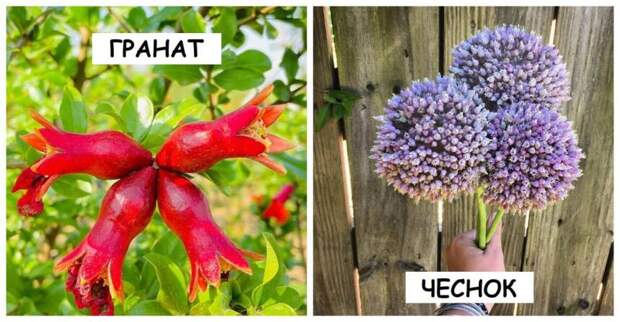 Как растет наша еда: 15 продуктов, которые в природе выглядят не так, как у нас на столе