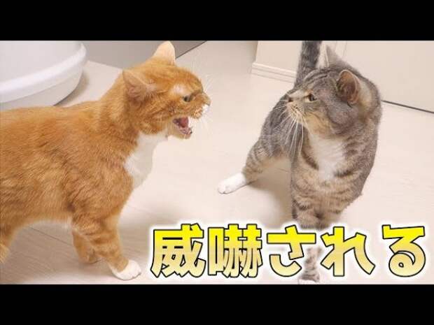 Cat-of-waR
