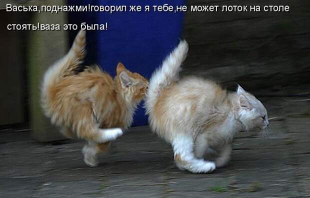 Прикольные и смешные зверюшки # 28
