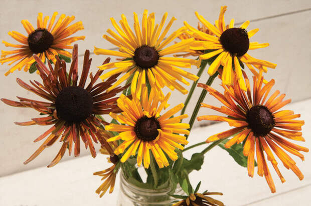 Рудбекия "Чим Чимини" (Rudbeckia "Chim Chiminee")