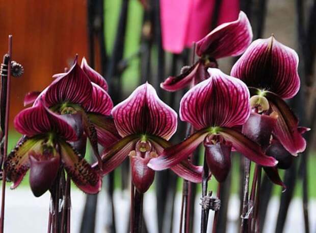 Комнатная орхидея вида «Пафиопедилум» становится более популярной у цветоводов в нашей стране