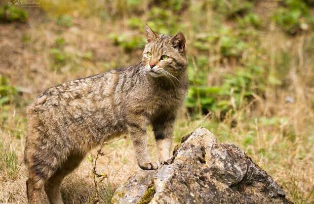 4 дикие кошки, которые живут в лесах и степях России