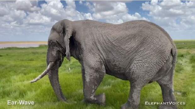 Слон на просторах Национального парка Амбосели, Кения. /Видеокадр