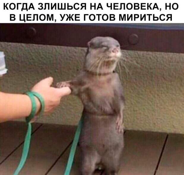 Забавные картинки и прикольные фото с надписями (11 фото) Забавные картинки и прикольные фото с надписями (11 фото)