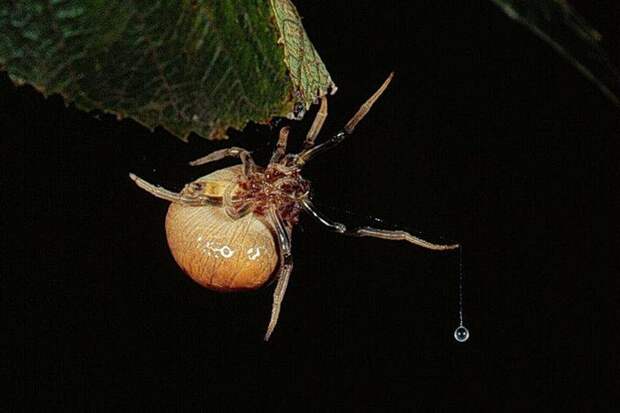 Североамериканский паук болас  (лат. Mastophora hutchinsoni) 