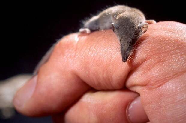 Какое самое маленькое млекопитающее на Земле?