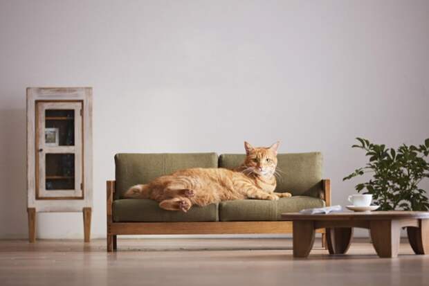 Крошечная комфортная мебель для котов