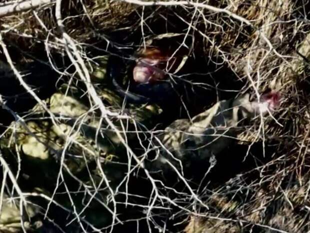 Российские солдаты спасли под Крынками брошенную сослуживцами раненую украинку (ВИДЕО)