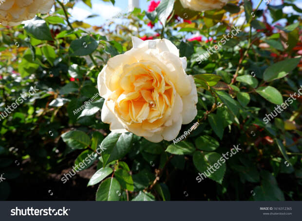 Single yellow rose on rose bush closeup view