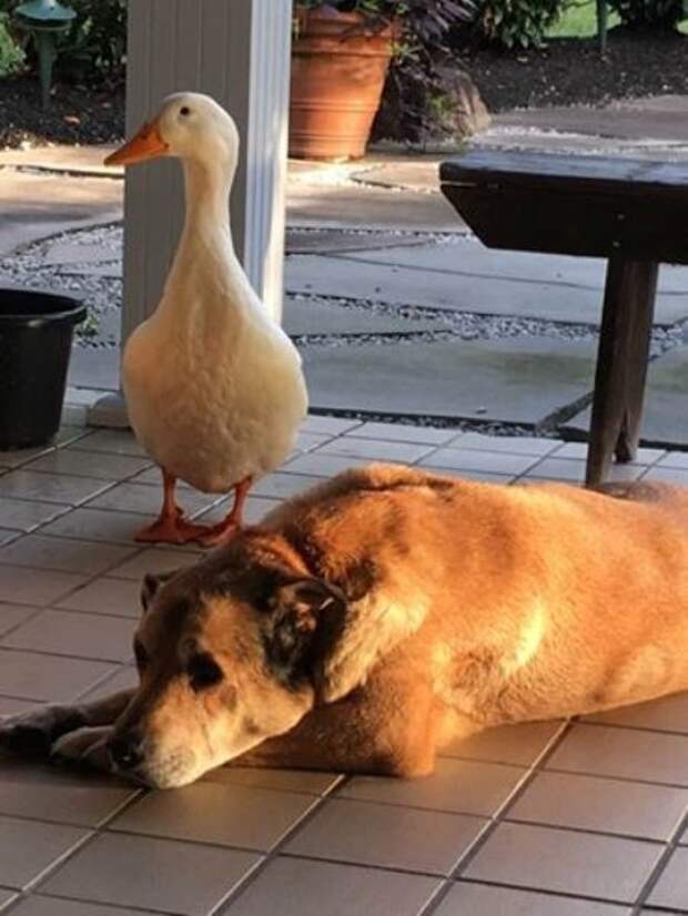 Дональду Даку и не снилось: утка-пришелец спасла тоскующего пса в годовщину смерти его подруги животные, собака, утка