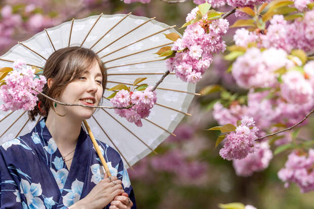 Биолог Сафонов: изменение климата уничтожает японскую сакуру – нужны новые сорта