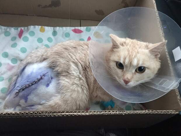 спасение кота больной кот