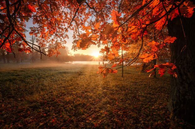 Солнце в листьях.  Андрей Чиж