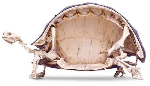 7. Скелет черепахи интересное, интересные фото, неожиданно, подборка, познавательно, редкие фото, секреты, фото