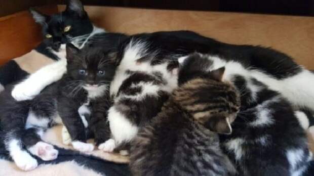 Котята едят Кошка с котятами