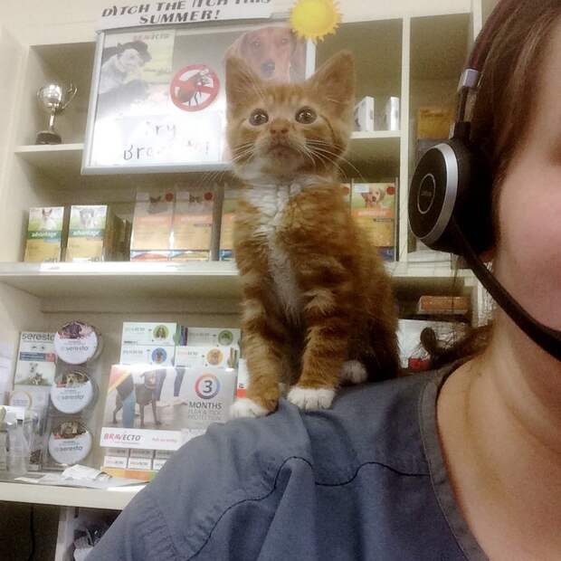Без кота и жизнь не та