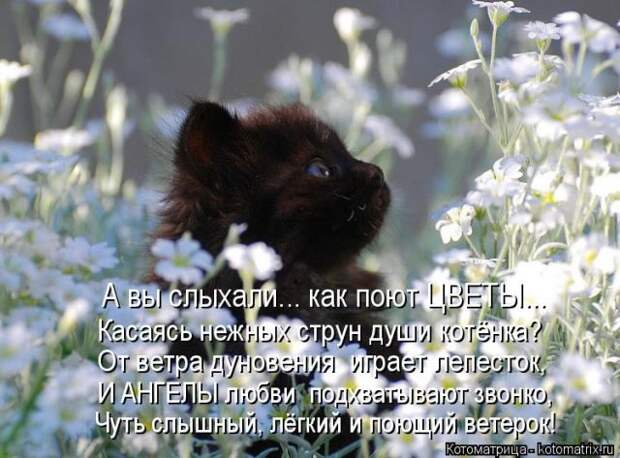 Лучшие котоматрицы недели (50 фото)