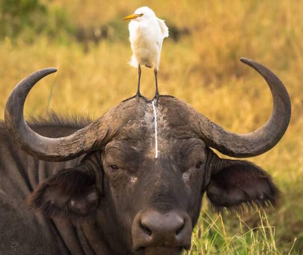 Самые смешные фотографит животных, присланные на конкурс Comedy Wildlife Photography Awards — 2016