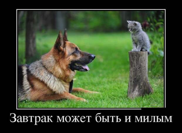 Веселые и прикольные демотиваторы для хорошего настроения (11 фото)