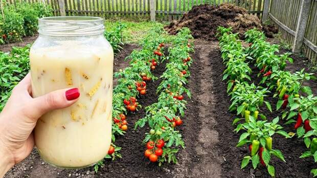 Натуральная, универсальная подкормка. Будет расти все: помидоры, перцы, огурцы и клубника