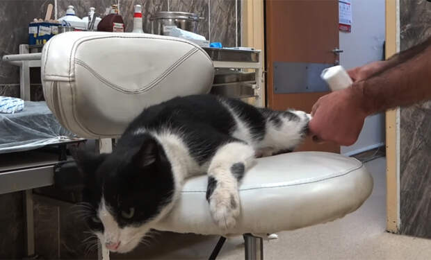 Кот повредил лапку и сам пришел в больницу за помощью: видео