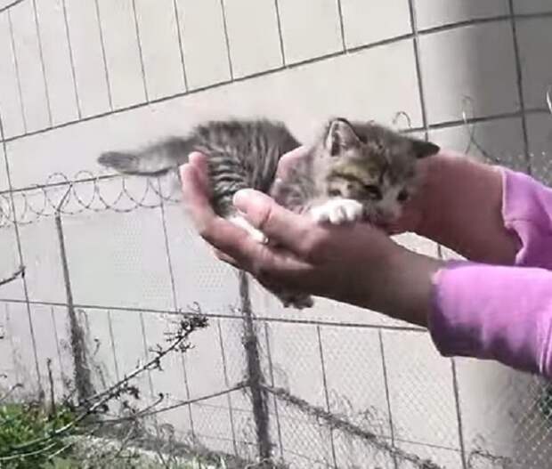 Котенка держат Котенок в руках