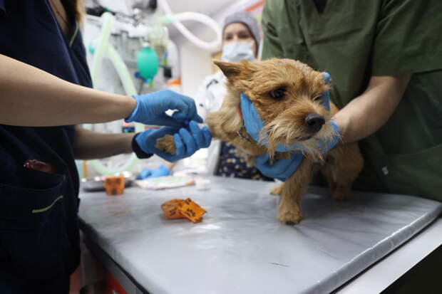 Ветеринар Воробьева рассказала о смертельной болезни собак, которую переносят клещи