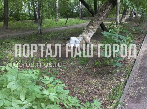 На улице Расплетина удалили сухостой