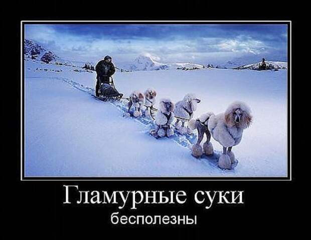 Подборка веселых демотиваторов про животных (12 фото) Подборка веселых демотиваторов про животных (12 фото)