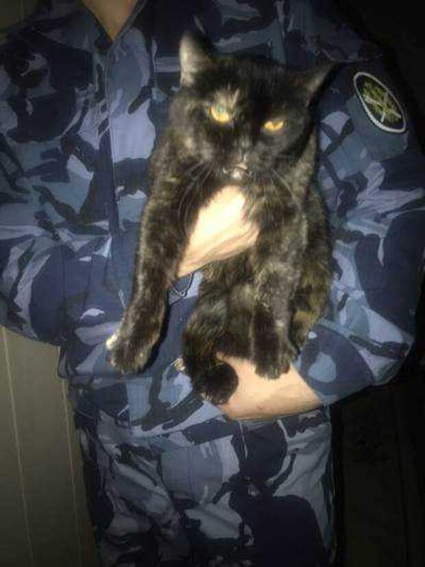 В Ивановской области кот пытался протащить в колонию наркотики в ошейнике
