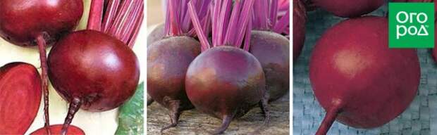 Несравненная А463, Пабло F1, Пронто