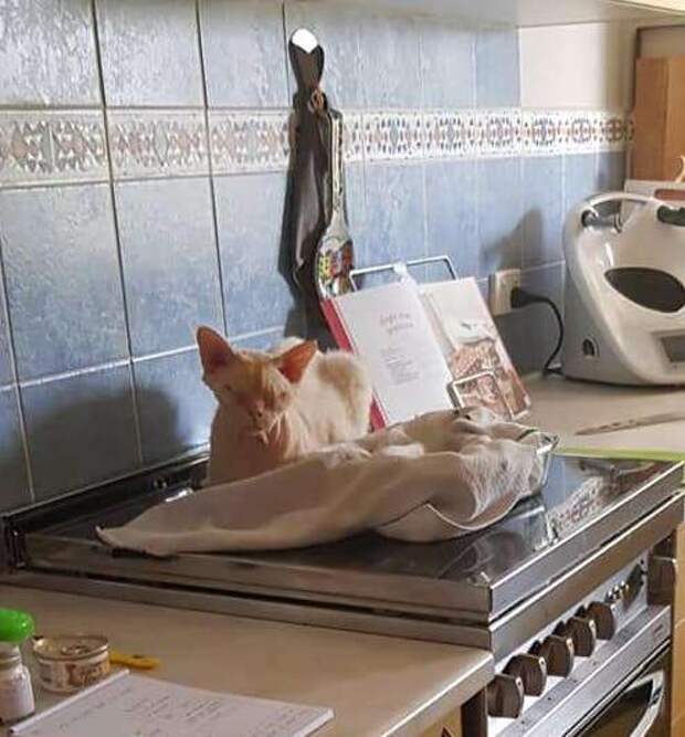 кот любит теплые места спящий кот