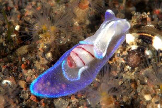 3. Морская улитка (лат. Micromelo undatus) животные, стекло, существа