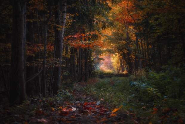 Осень в лесу Сергей Шабуневич