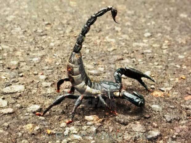 Самый большой скорпион: размеры , описание, фото