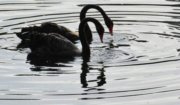 Птенцы черных лебедей родились в Московском зоопарке