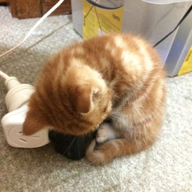 Без кота и жизнь не та