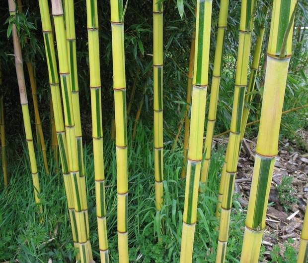 Полосатый бамбук Phyllostachys aureosulcata 'Spectabilis' Полосатый бамбук Phyllostachys aureosulcata 'Spectabilis'