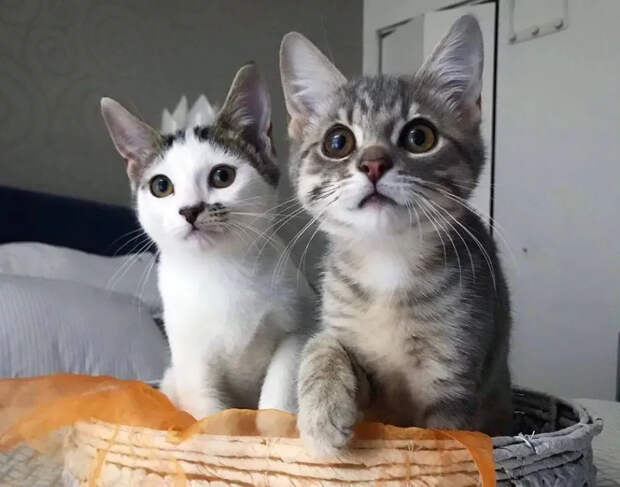 Без кота и жизнь не та