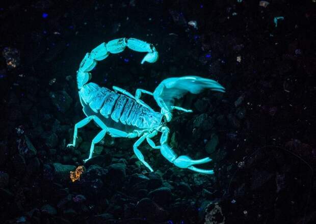 Флуоресцирующий скорпион