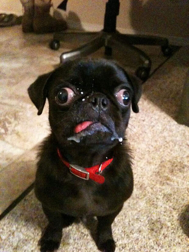 Go Home, Pug, You're Drunk