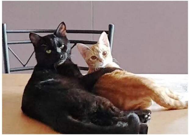 Кошка из приюта приняла котенка и они стали лучшими друзьями. Теперь им нужен общий дом