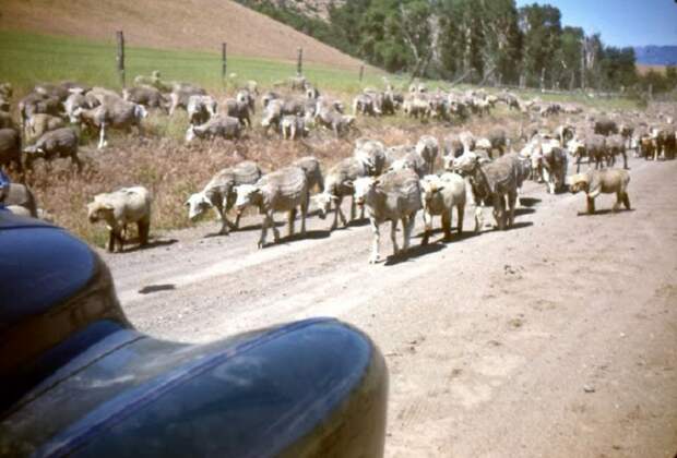 Стадо овец в пригороде Сан-Франциско.