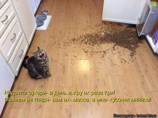 Лучшие котоматрицы недели (50 фото)